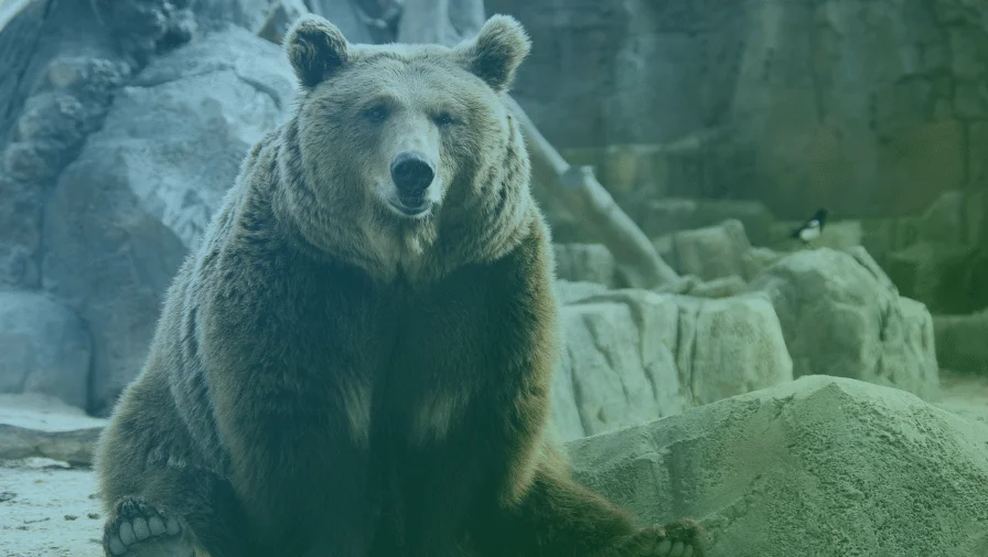 Spirit Animal vs. Power Animal: Clear Distinctions