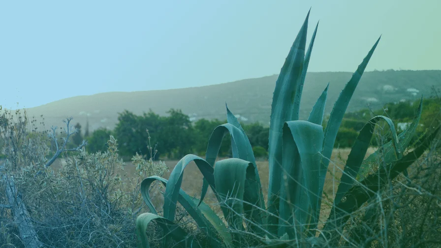 Mindfulness and Shamanism: Two Paths, One Presence