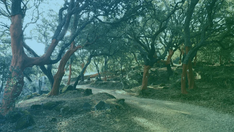 Spiritual Emergency: When Awakening Feels Overwhelming