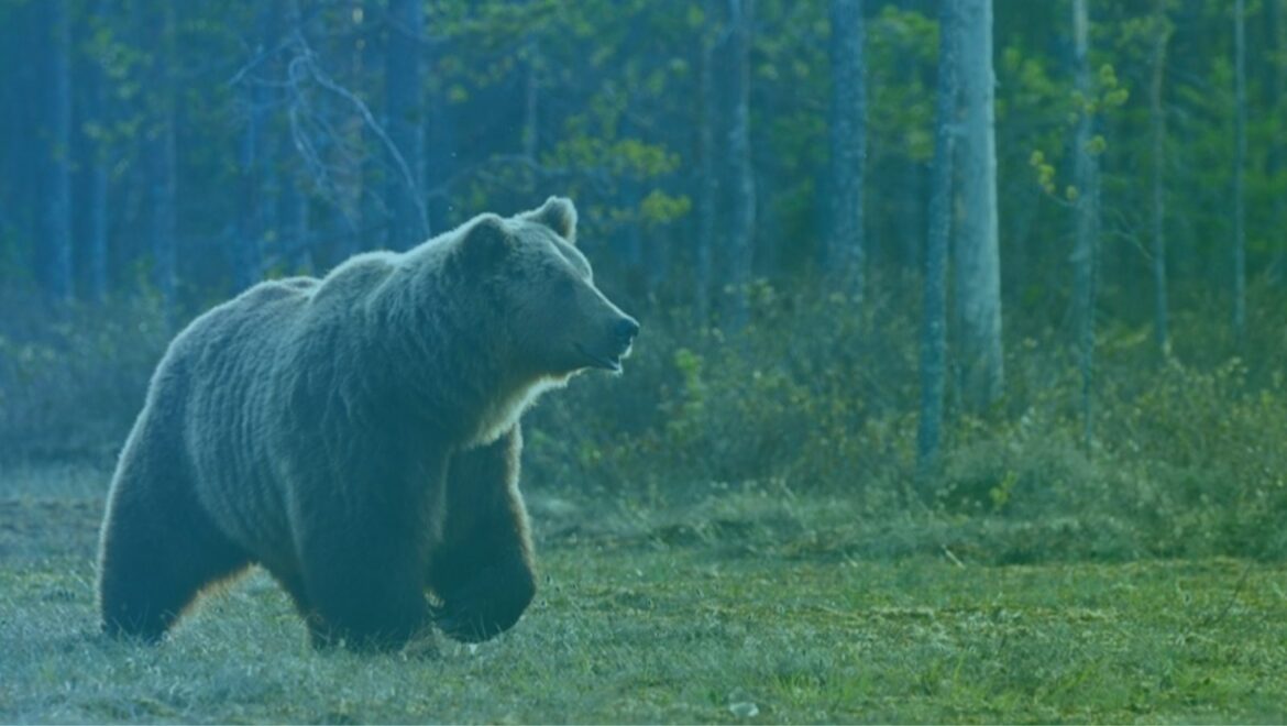 Brown bear walking on a meadow near trees at sunset