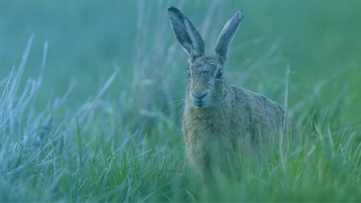 Brown hare standing upright in tall green grass