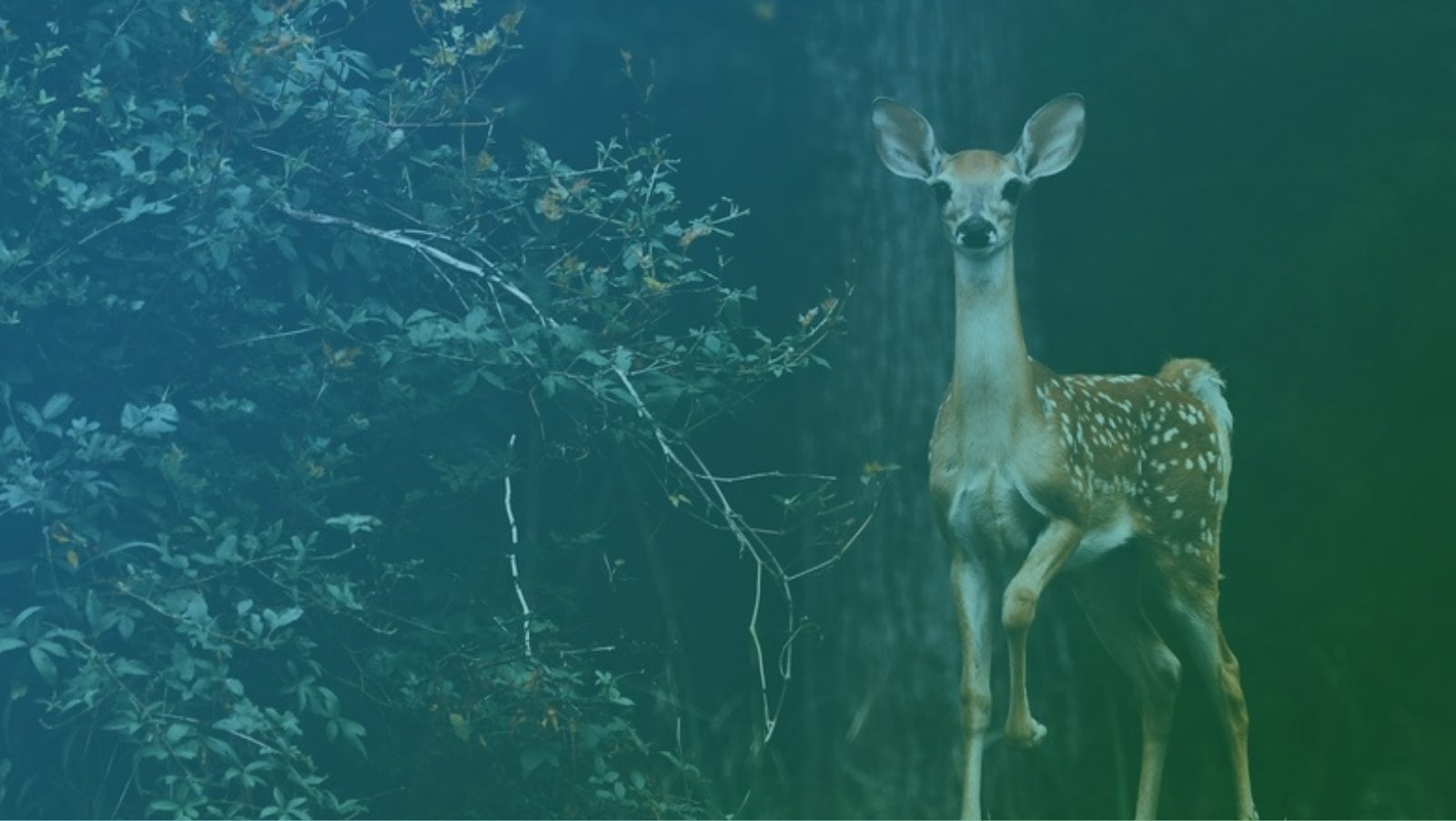 Spotted young deer standing at the edge of a dark forest