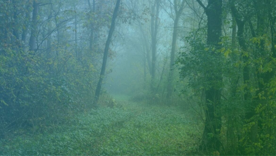 Foggy path through a wooded area in autumn