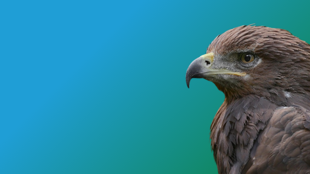 A golden eagle, symbolizing Mongolian shamanism and the sky god Tenger