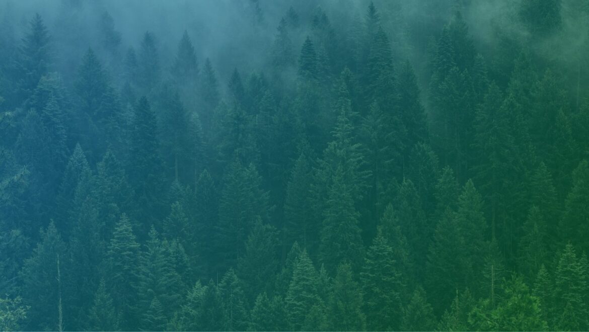 Pine trees on a hillside with fog rising between them