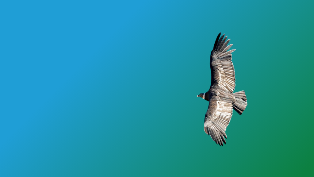 An Andean condor in flight, symbolizing shamanism in Peru