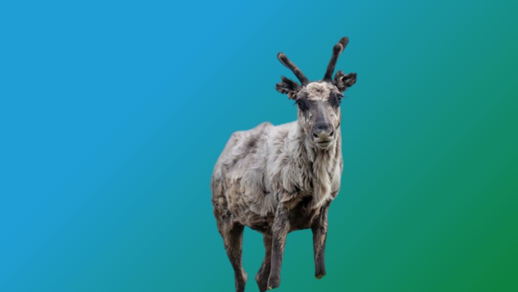 A reindeer, central to Siberian Evenki culture and shamanism