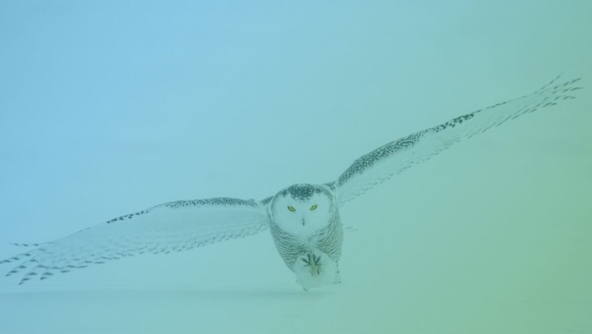 Snowy owl flying low over snow with wings spread