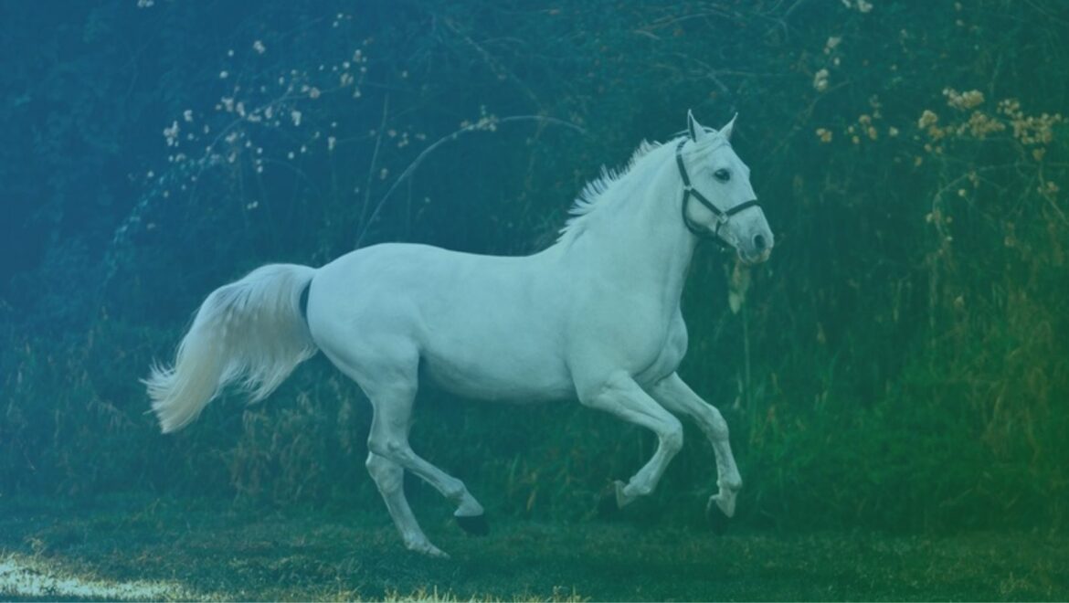 White horse galloping in front of dark green foliage