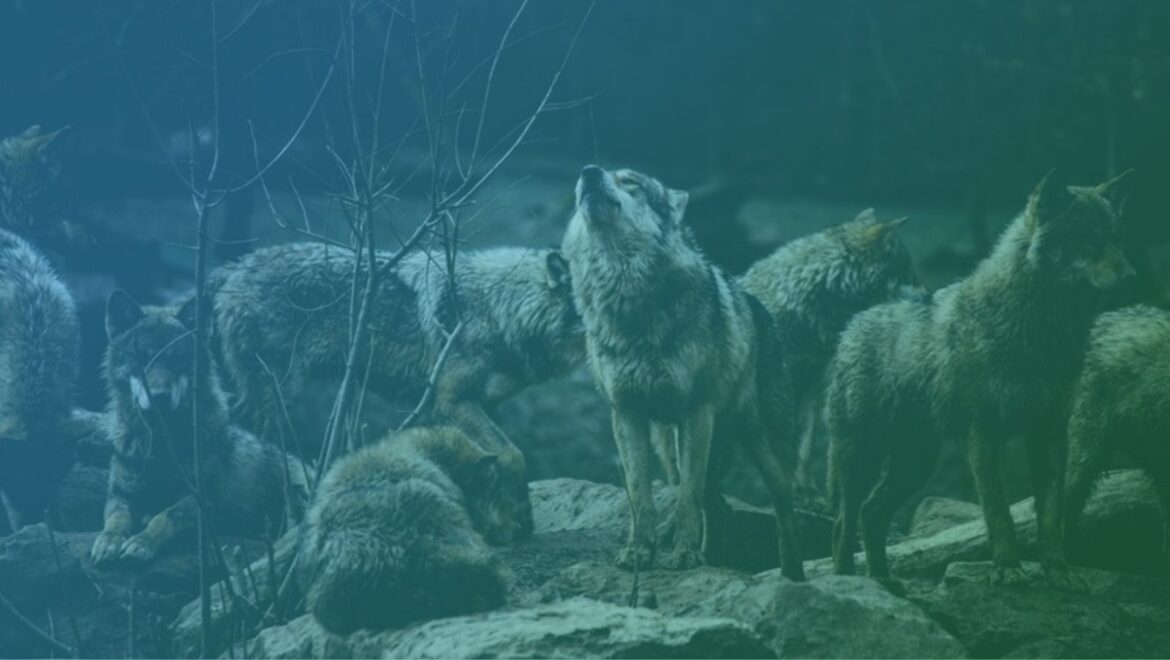 Pack of grey wolves on rocks in a forest with one wolf raising its head