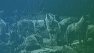 Spirit Animal Psychology